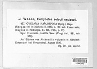 Ovularia haplospora image